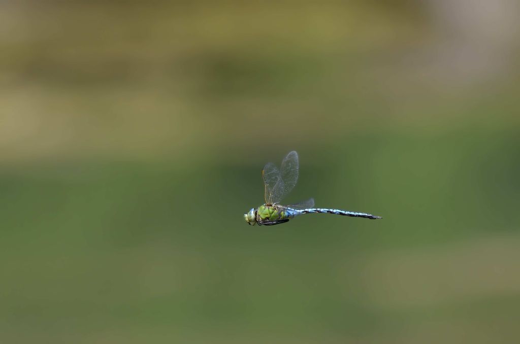 Anax imperator in volo